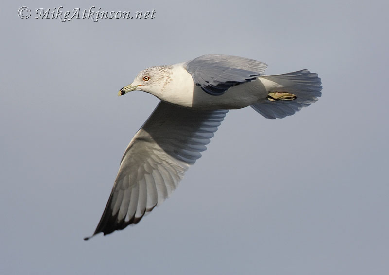 Ring-billed Gull