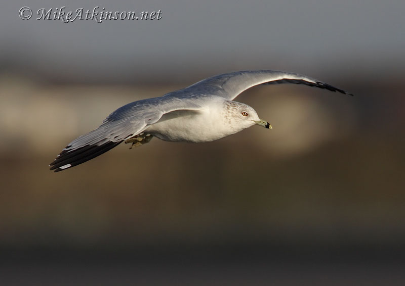 Ring-billed Gull