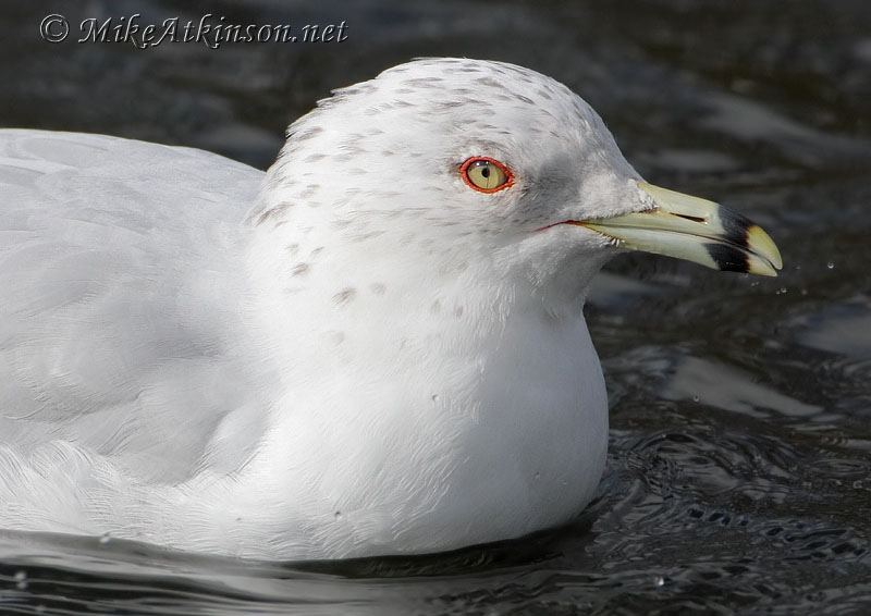 Ring-billed Gull