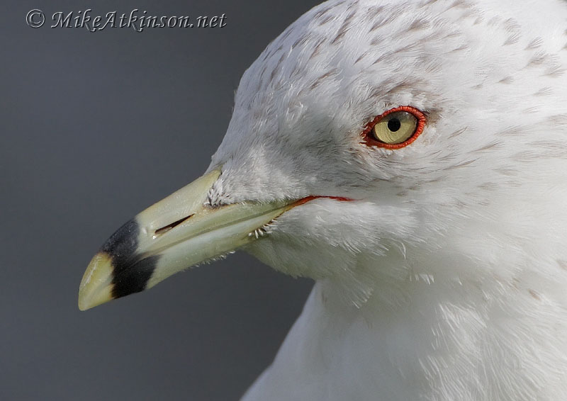 Ring-billed Gull