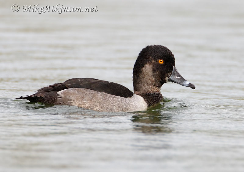 Ring-necked Duck