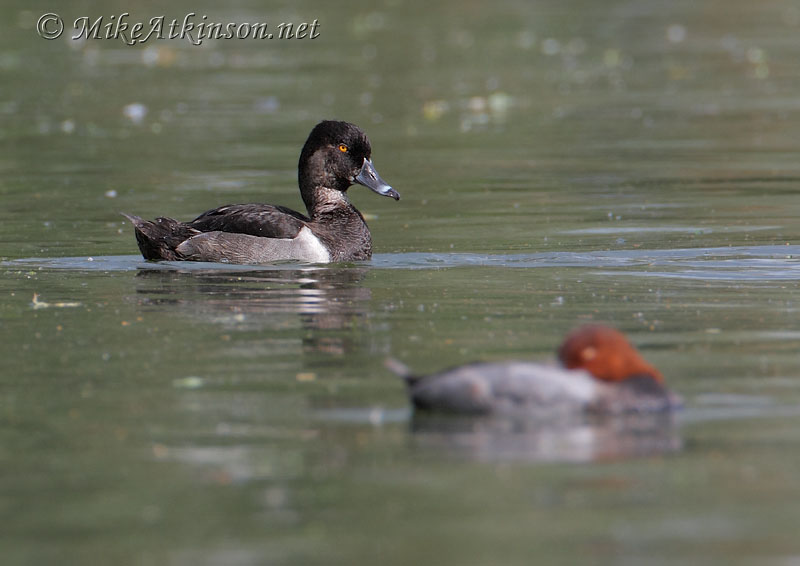 Ring-necked Duck
