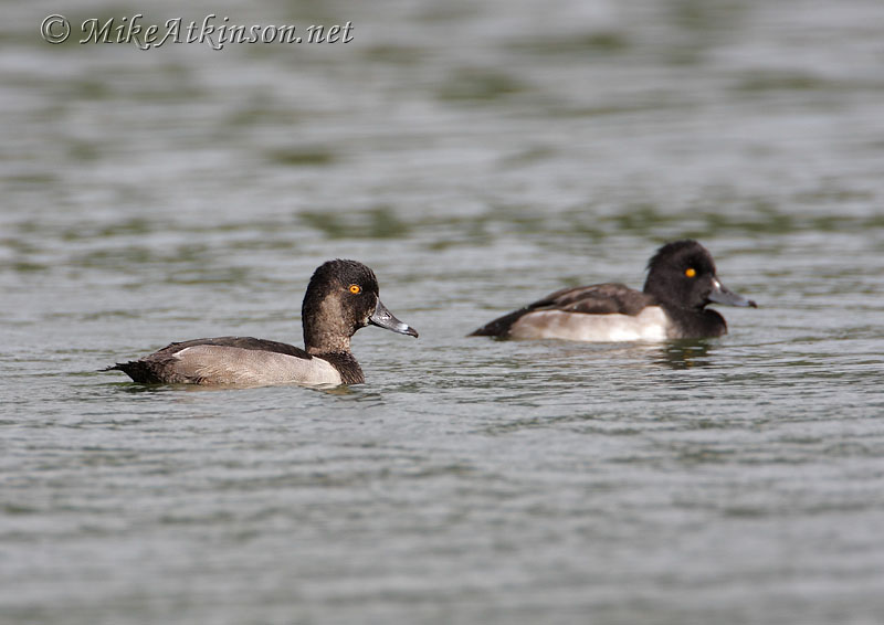 Ring-necked Duck