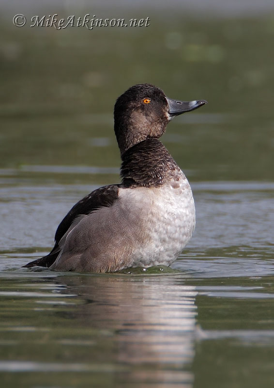Ring-necked Duck