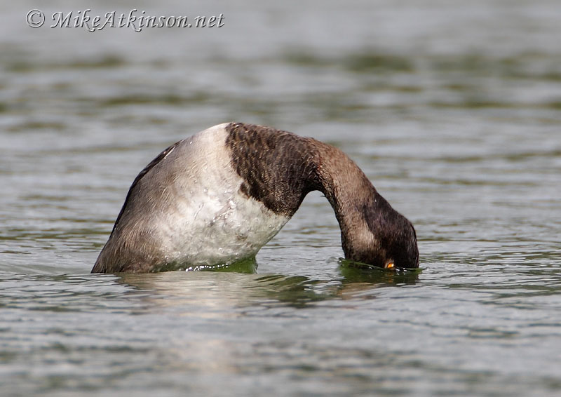 Ring-necked Duck