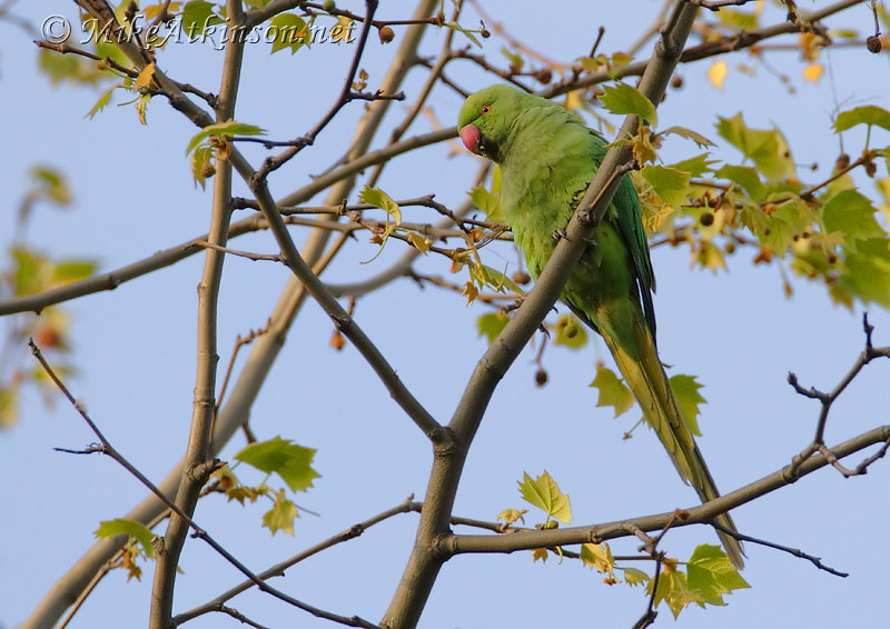 Ring-necked Parakeet