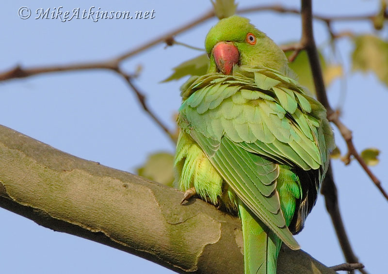 Ring-necked Parakeet