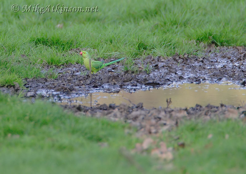 Ring-necked Parakeet
