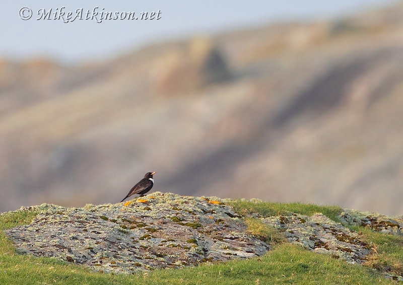 Ring Ouzel