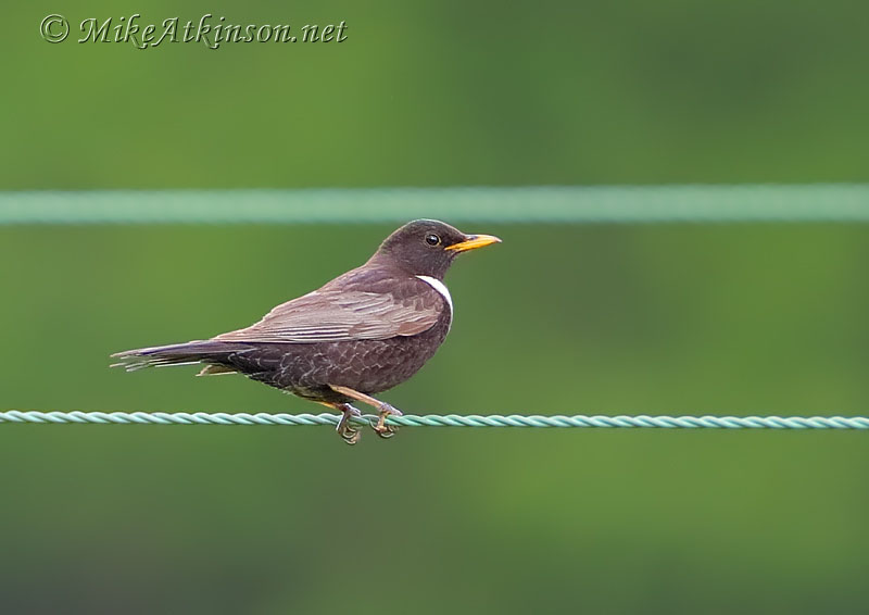 Ring Ouzel