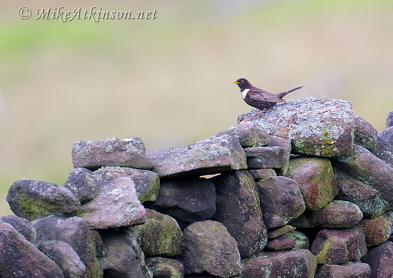 Ring Ouzel