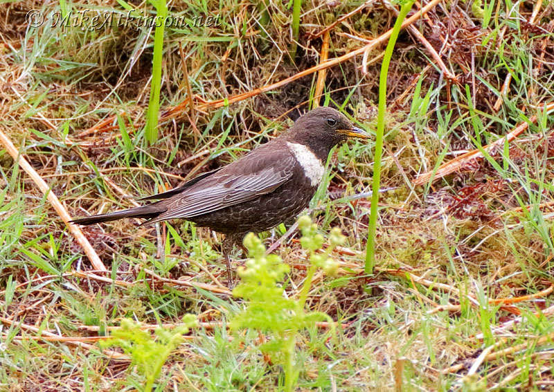 Ring Ouzel