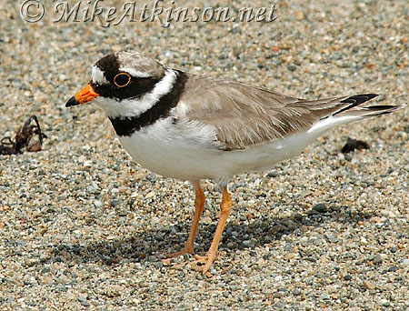 Ringed Plover