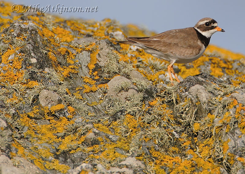 Ringed Plover