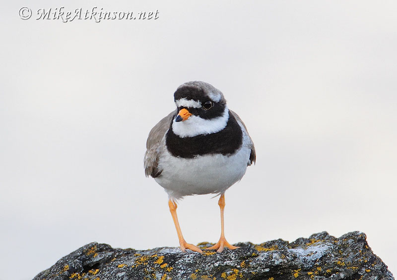 Ringed Plover