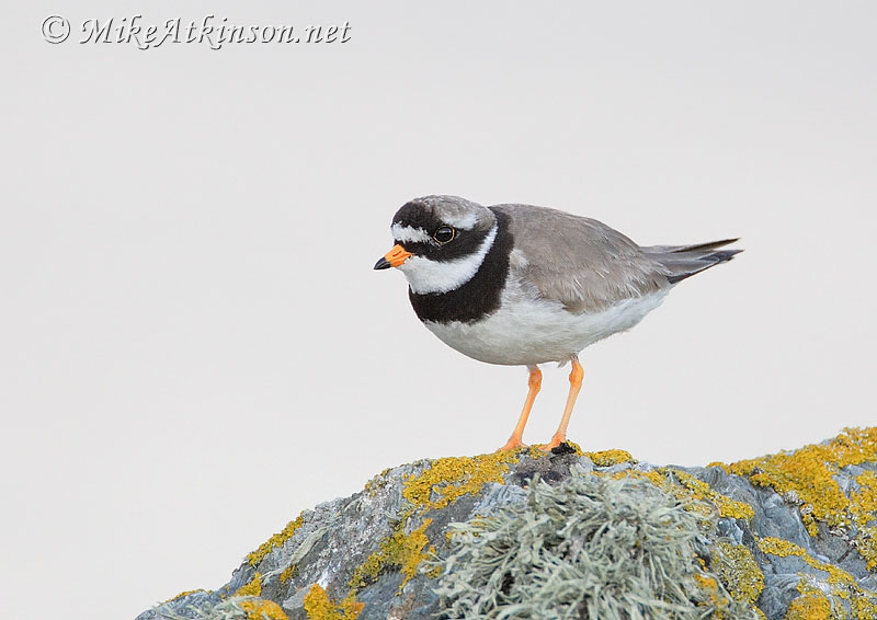Ringed Plover