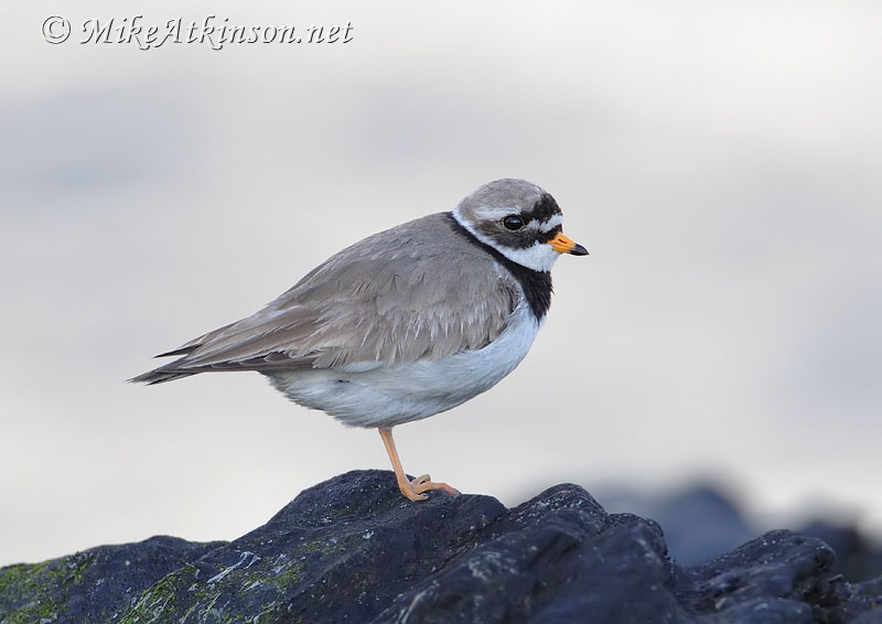 Ringed Plover