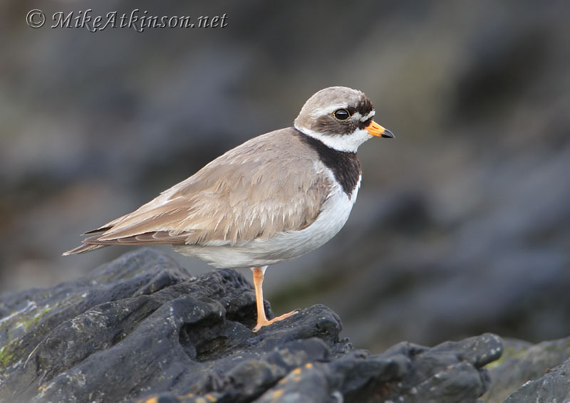 Ringed Plover