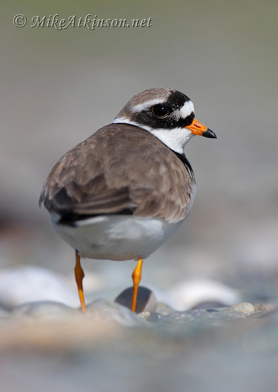 Ringed Plover