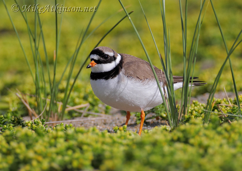 Ringed Plover