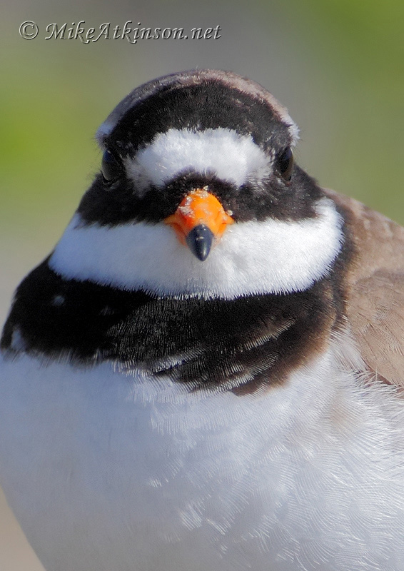 Ringed Plover