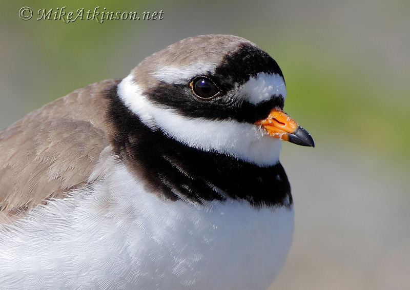 Ringed Plover