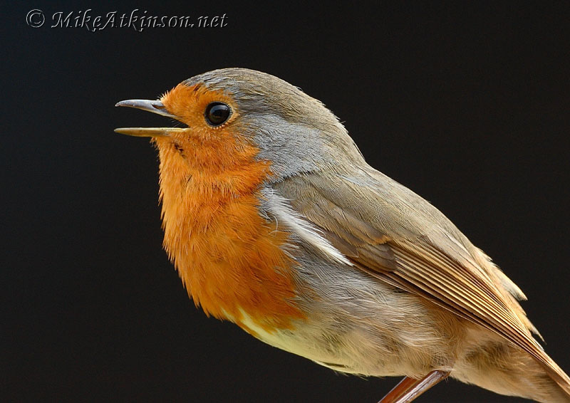 Robin