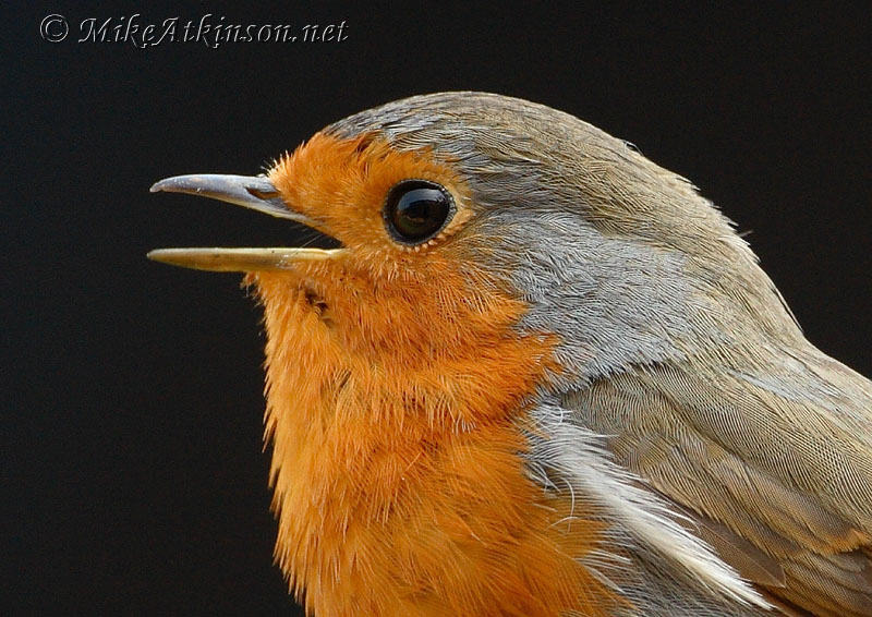 Robin