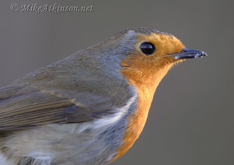 Robin