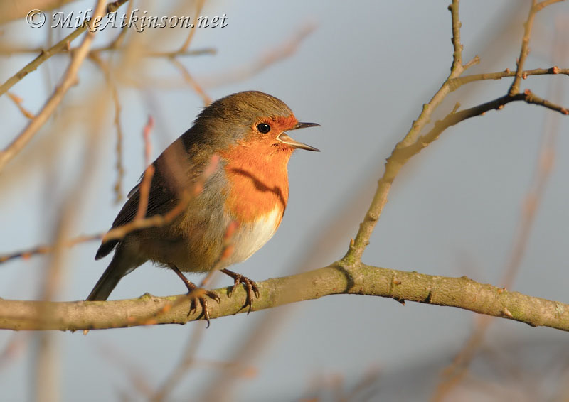 Robin
