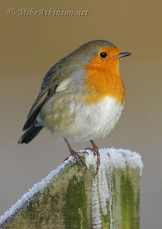 Robin