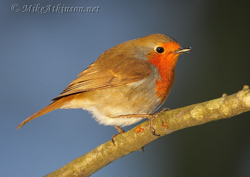 Robin