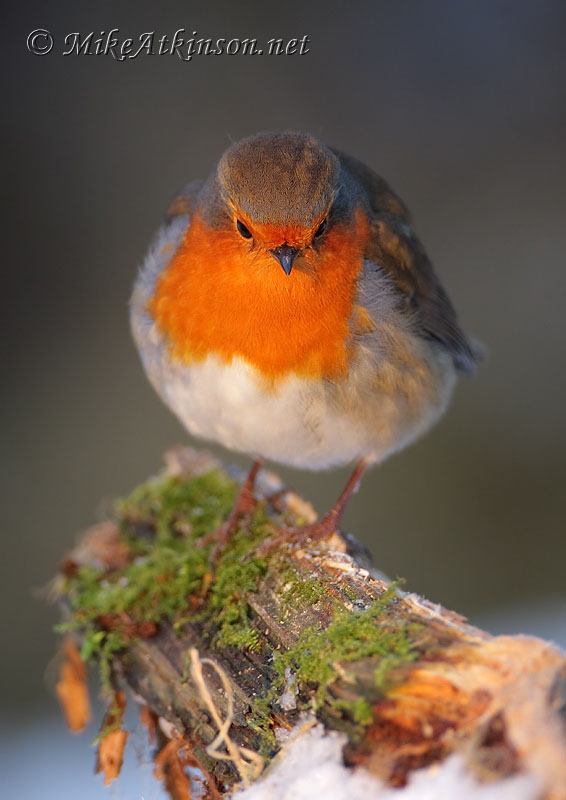 Robin