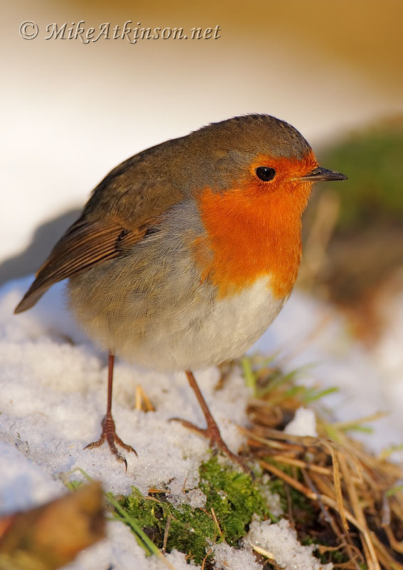 Robin