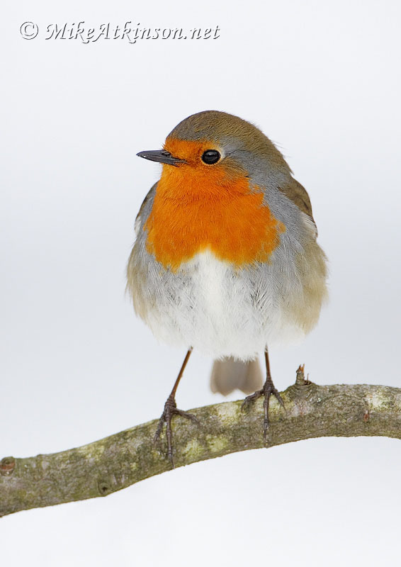 Robin