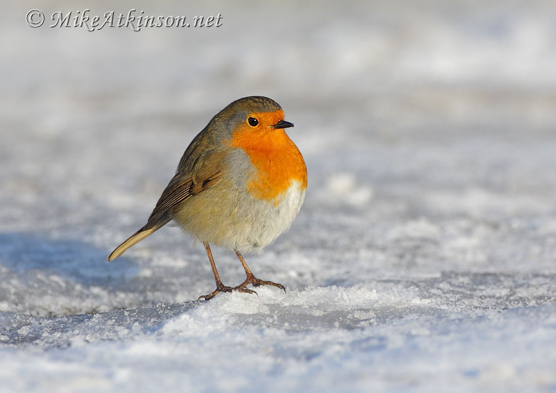 Robin