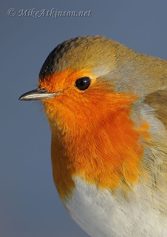 Robin