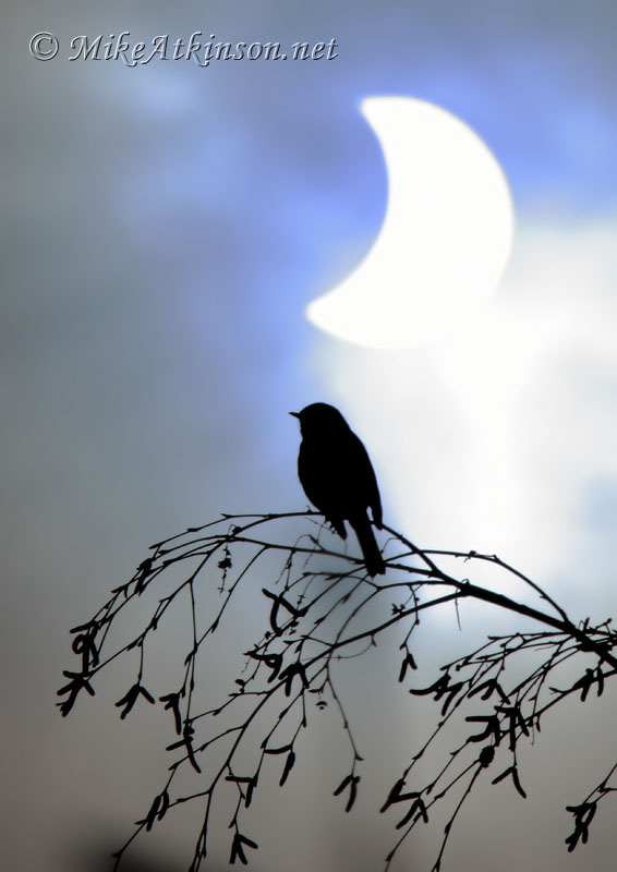 Robin