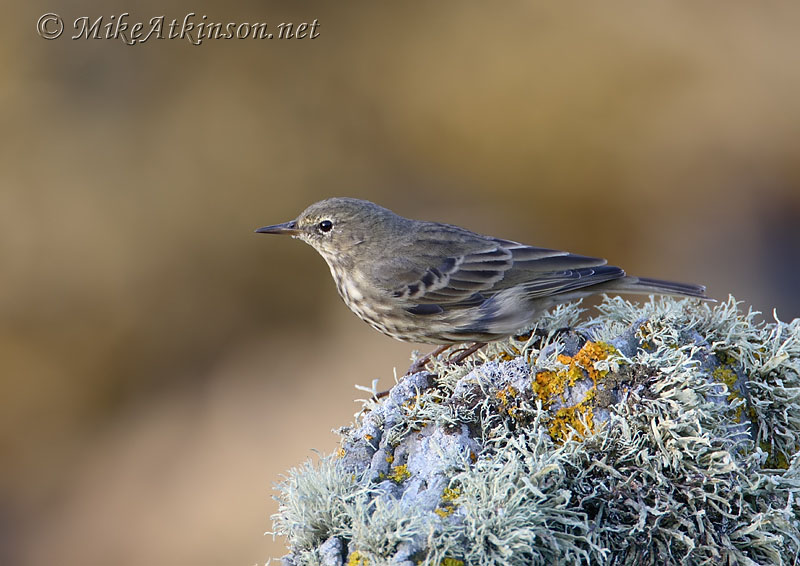 Rock Pipit