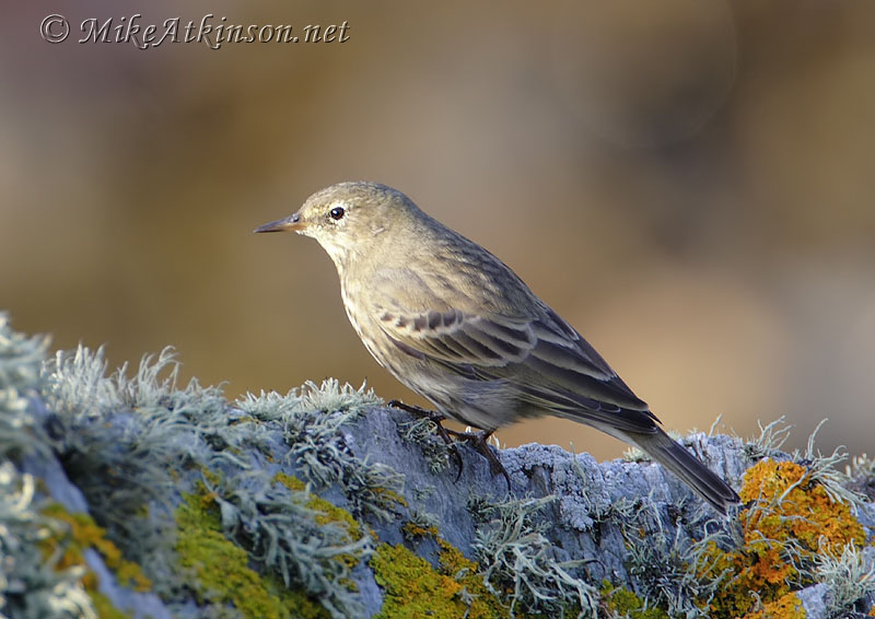 Rock Pipit