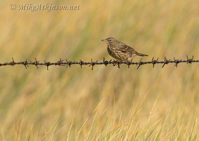 Rock Pipit