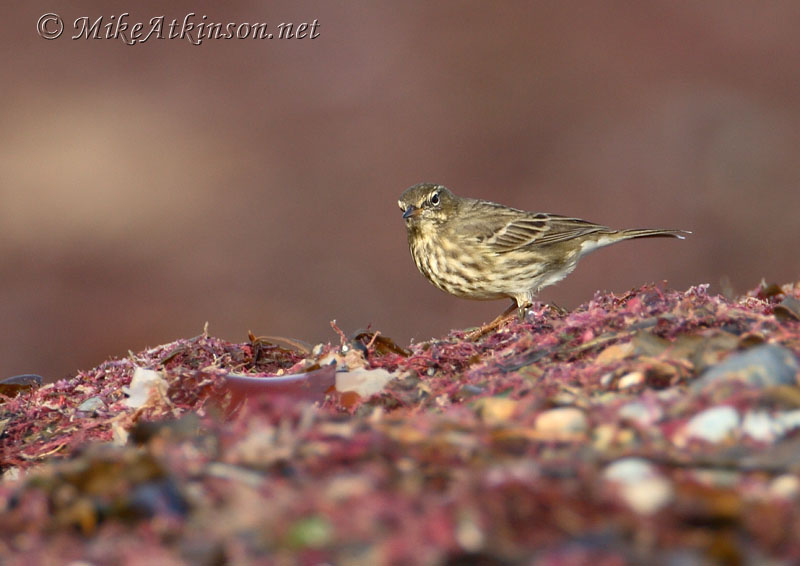 Rock Pipit