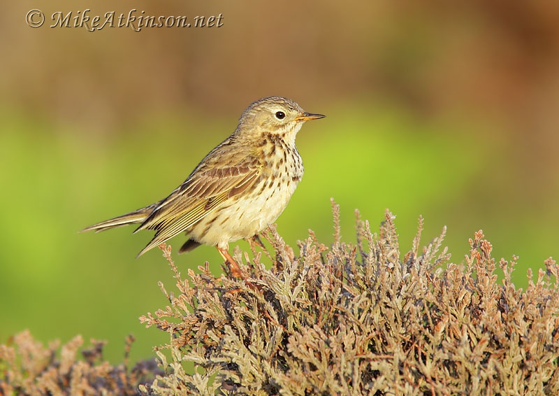Rock Pipit