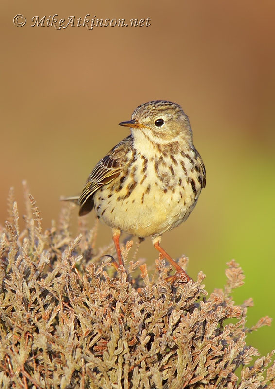 Rock Pipit