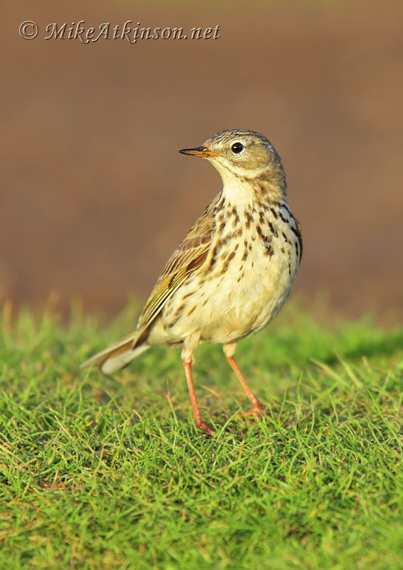 Rock Pipit