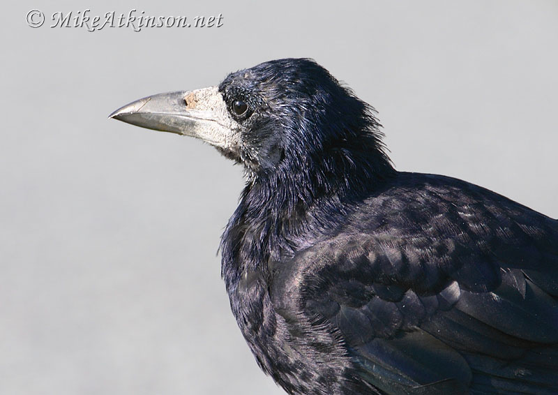Rook