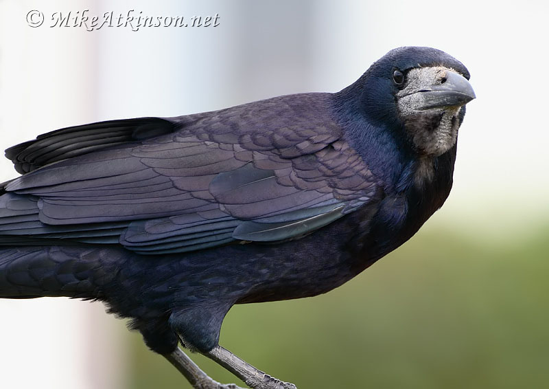 Rook