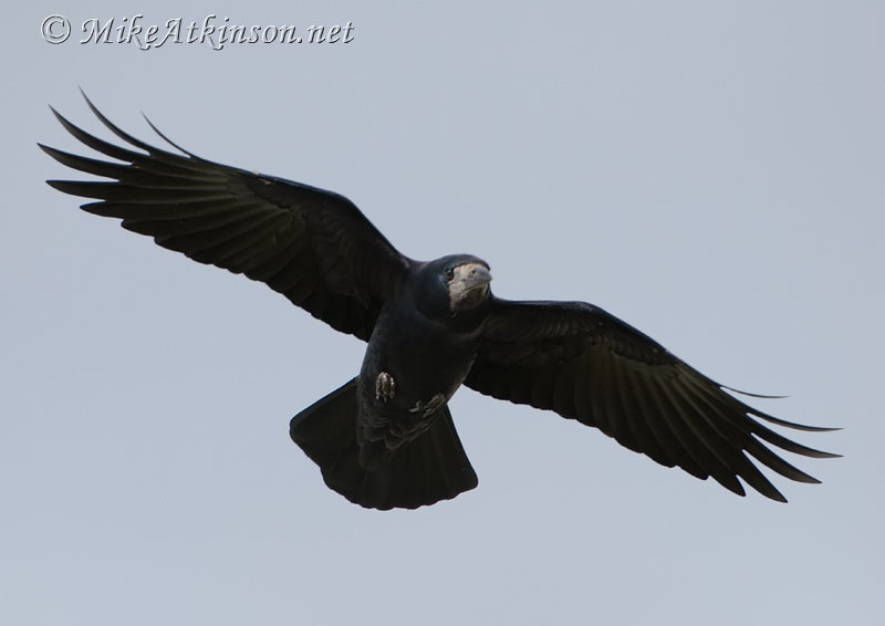 Rook