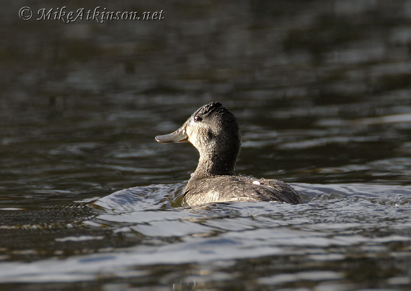 Ruddy Duck