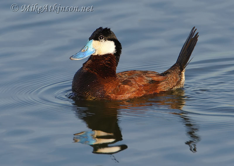 Ruddy Duck